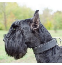 Ошейник с войлочной подкладкой "Lockdog" черный